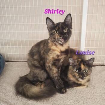 Shirley -  Domestic Medium Hair Cat for Adoption in Diamond Springs, California - Shirley | PetCurious