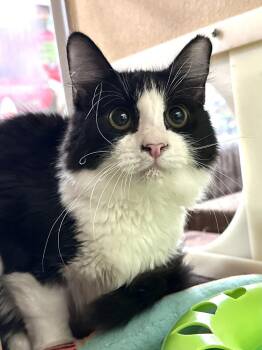 Welly -  Domestic Short Hair Cat for Adoption in Panama City, Florida - Welly | PetCurious