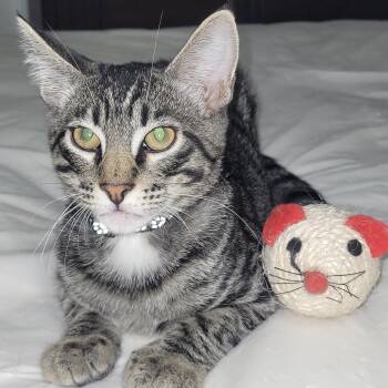 Felix -  Domestic Short Hair Cat for Adoption in Liverpool, Texas - Felix | PetCurious