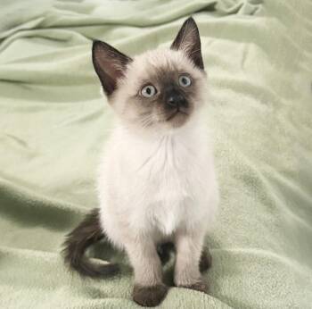 Siamese Cats Available for Adoption in Alameda, California - Toast | PetCurious