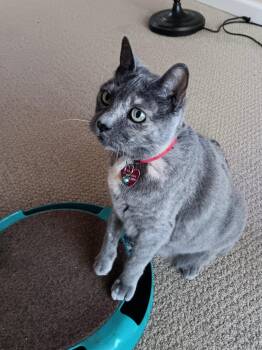 Chloe -  Dilute Tortoiseshell and Domestic Short Hair Cat for Adoption in Walnut Creek, California - Chloe | PetCurious