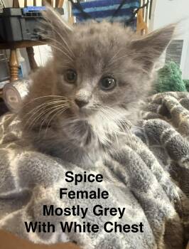 Spice -  Domestic Short Hair Cat for Adoption in Springfield, Massachusetts - Spice | PetCurious