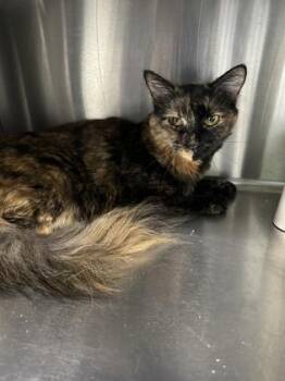 Honeydew -  Domestic Short Hair Cat for Adoption in Venice, Florida - Honeydew | PetCurious