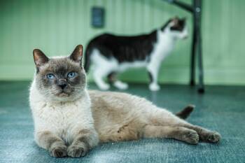 King Oliver -  Siamese and Domestic Short Hair Cat for Adoption in Chester Springs, Pennsylvania - King Oliver | PetCurious
