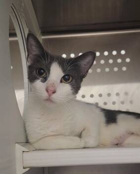 Rescue Domestic Short Hair Cats for Adoption in St. Peters, Missouri - GIZMO | PetCurious