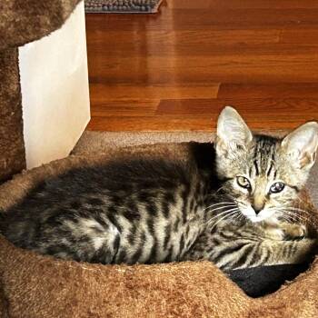 Lioness -  Domestic Short Hair Cat for Adoption in Chattanooga, Tennessee - Lioness | PetCurious