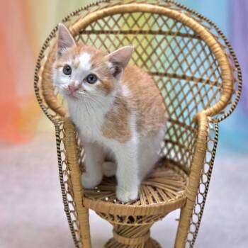 Tres-C -  Domestic Short Hair Cat for Adoption in East St. Louis, Illinois - Tres-C | PetCurious