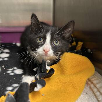 Tuxedo Cats Available for Adoption in La Grange Park, Illinois - Mermaid 2 Of 2 | PetCurious