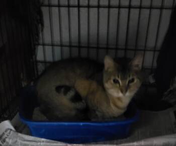 Rescue Tabby Cats for Adoption in Muncie, Indiana - Ash | PetCurious