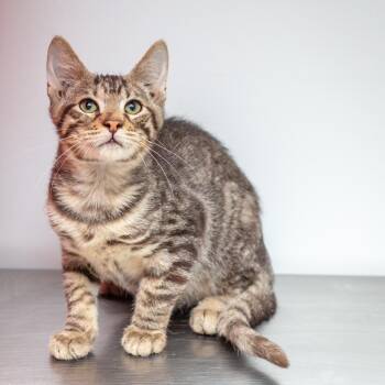 Mercer -  Domestic Short Hair Cat for Adoption in Hattiesburg, Mississippi - Mercer | PetCurious