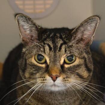 Domestic Short Hair Cats Available for Adoption in Cheyenne, Wyoming - Peach | PetCurious