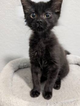 Anaheim -  Domestic Short Hair Cat for Adoption in Austin, Texas - Anaheim | PetCurious
