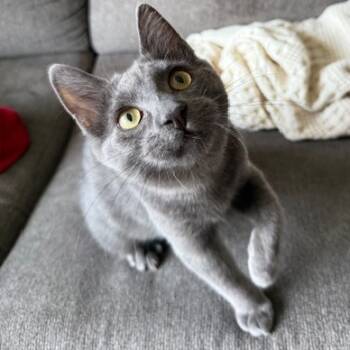 Rescue Domestic Short Hair Cats for Adoption in Los Angeles, California - Rigatoni | PetCurious