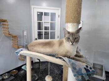 Gutter Ball -  Siamese Cat for Adoption in Lewisburg, Tennessee - Gutter Ball | PetCurious