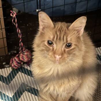 Maine Coon and Tabby Cats Available for Adoption - Zeus | PetCurious