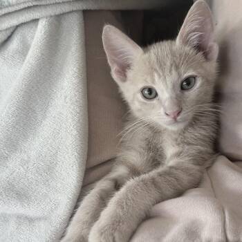 Rusty -  Domestic Short Hair Cat for Adoption in Tustin, California - Rusty | PetCurious