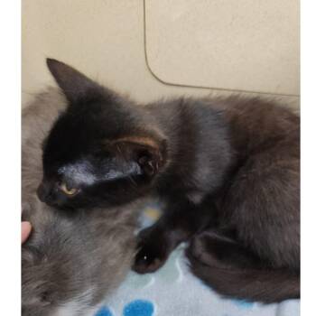 Rescue Domestic Short Hair and Bombay Cats for Adoption in Clarksville, Virginia - Tubbs | PetCurious