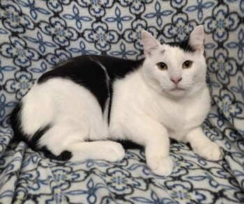 Rescue Domestic Short Hair Cats for Adoption in Lake City, Michigan - 6689 (Gianna) | PetCurious