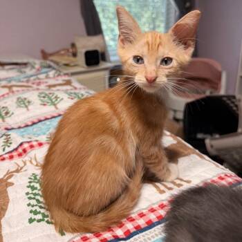 Pocket Full of Trouble -  Domestic Short Hair Cat for Adoption in Boerne, Texas - Pocket Full Of Trouble | PetCurious