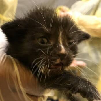 Zipper -  Domestic Short Hair Cat for Adoption in Philadelphia, Pennsylvania - Zipper | PetCurious