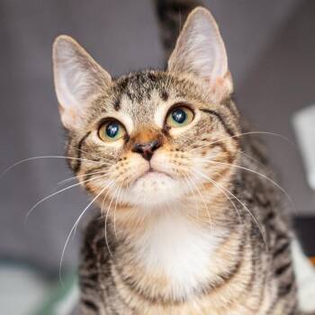 Kennedy -  Domestic Short Hair Cat for Adoption in Hattiesburg, Mississippi - Kennedy | PetCurious