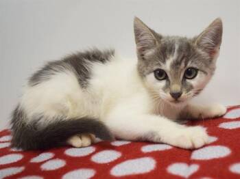 DIFFENBACHIA -  Domestic Short Hair Cat for Adoption in Sacramento, California - DIFFENBACHIA | PetCurious