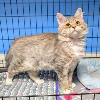 Sophia -  Domestic Long Hair Cat for Adoption in Ellijay, Georgia - Sophia | PetCurious
