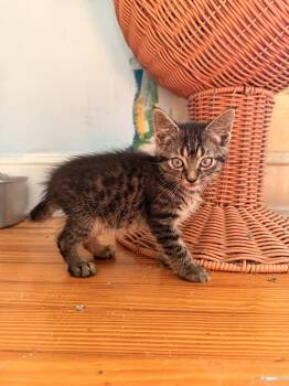 Engine Light -  Domestic Short Hair Cat for Adoption in Herndon, Virginia - Engine Light | PetCurious