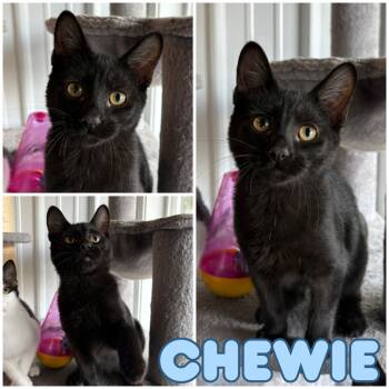 Rescue Domestic Short Hair Cats for Adoption in Pierceton, Indiana - Chewie | PetCurious