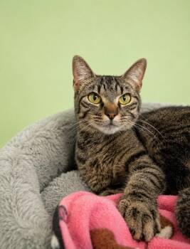 Indigo -  Domestic Short Hair Cat for Adoption in Rock Springs, Wyoming - Indigo | PetCurious