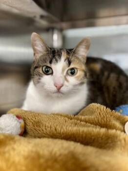 Sunflower -  Domestic Short Hair Cat for Adoption in Midland, Michigan - Sunflower | PetCurious