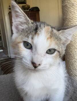 desiree -  Dilute Tortoiseshell and Domestic Short Hair Cat for Adoption in San Jose, California - Desiree | PetCurious