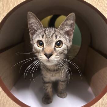 Roy -  Domestic Short Hair Cat for Adoption in Fresno, California - Roy | PetCurious