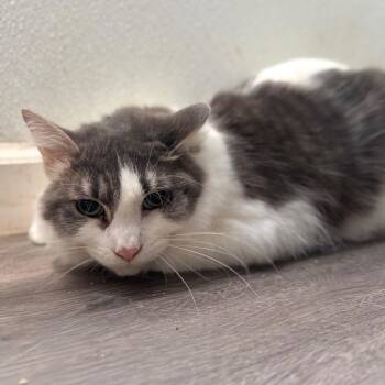 Dinosaur Bones -  Domestic Medium Hair Cat for Adoption in Fredericksburg, Virginia - Dinosaur Bones | PetCurious