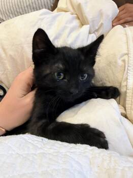 Starlight -  Domestic Short Hair Cat for Adoption in Santa Cruz, California - Starlight | PetCurious