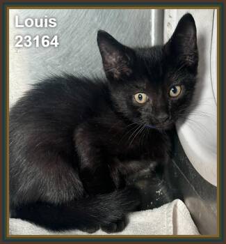 LOUIS (see also ELLA and MILES) -  Domestic Short Hair Cat for Adoption in Marietta, Georgia - LOUIS (see Also ELLA And MILES) | PetCurious
