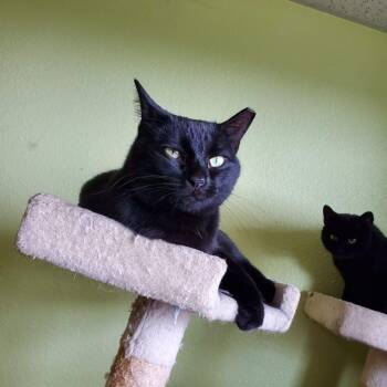 Rescue American Shorthair Cats for Adoption in Tunica, Mississippi - Hazel | PetCurious