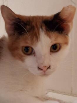 Scrappy -  Domestic Short Hair Cat for Adoption in Oviedo, Florida - Scrappy | PetCurious