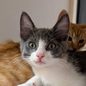 Billy -  Domestic Short Hair Cat for Adoption in Pleasanton, California - Billy | PetCurious