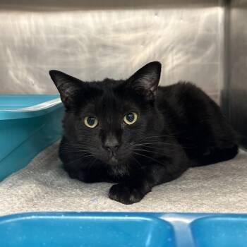 Domestic Short Hair Cats Available for Adoption in Spokane, Washington - Juline | PetCurious