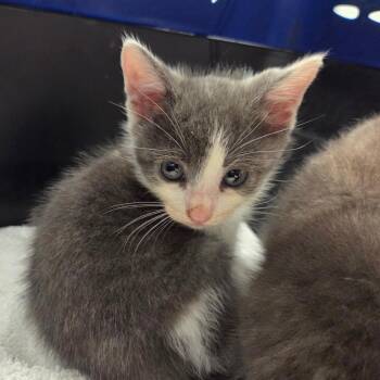 Milk Dud -  Domestic Short Hair Cat for Adoption in Chattanooga, Tennessee - Milk Dud | PetCurious