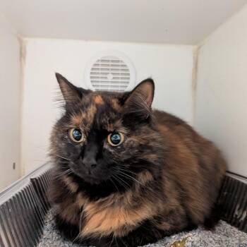 Norma -  Domestic Long Hair Cat for Adoption in Dearborn, Michigan - Norma | PetCurious