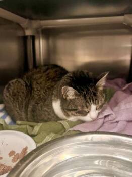 Bailey -  Domestic Short Hair Cat for Adoption in Montreal, Quebec - Bailey | PetCurious