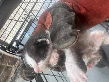 Domestic Short Hair Cats Available for Adoption in Houston, Texas - A654879 | PetCurious