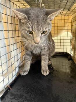 ZIGGY -  Domestic Short Hair Cat for Adoption in Fort Myers, Florida - ZIGGY | PetCurious