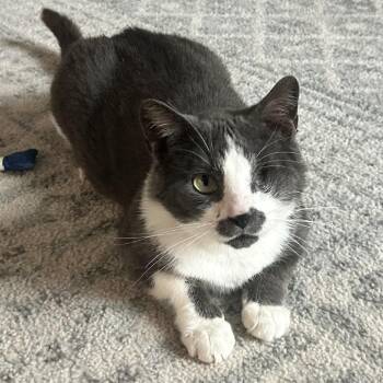 Winx -  Domestic Short Hair Cat for Adoption in Gibsonia, Pennsylvania - Winx | PetCurious