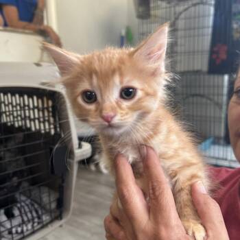 Poppy 26-069 -  Domestic Medium Hair Cat for Adoption in Little Rock, Arkansas - Poppy 26-069 | PetCurious