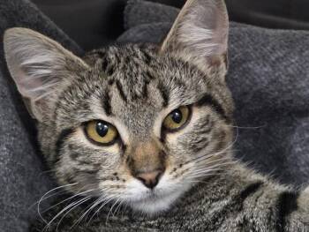Marcy -  Domestic Short Hair Cat for Adoption in Portland, Oregon - Marcy | PetCurious