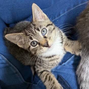 Coke Zero -  Domestic Short Hair Cat for Adoption in Woodbury, New Jersey - Coke Zero | PetCurious