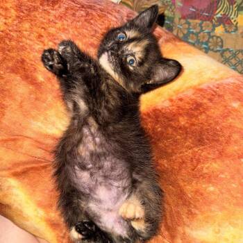 Sandy -  Domestic Short Hair Cat Available for Adoption in Prosper, Texas - Sandy | PetCurious
